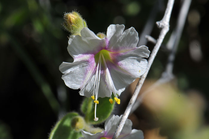 Mirabilis laevis, Desert Wishbone-bush